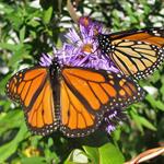 Comienza la temporada de migración de mariposas monarca