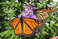 Comienza la temporada de migración de mariposas monarca Comienza la temporada de migración de mariposas monarca