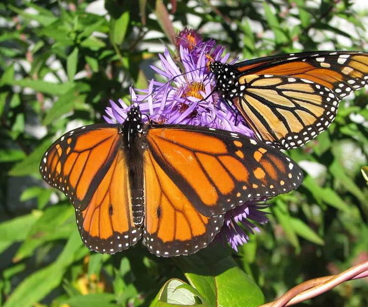 Comienza la temporada de migración de mariposas monarca Comienza la temporada de migración de mariposas monarca