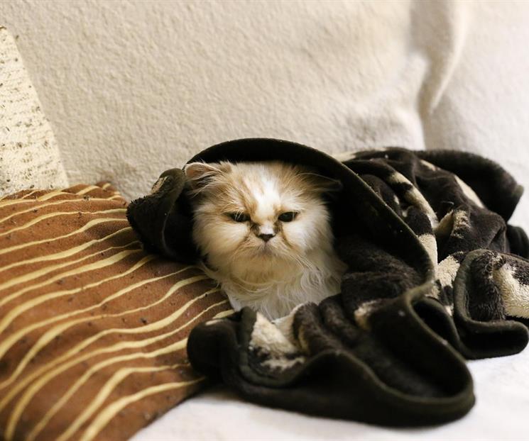 ¿Cómo cuidar a un gato en temporada de frío? ¿Cómo cuidar a un gato en temporada de frío?