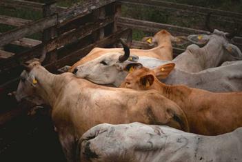 Buscan extender dispositivo de Emergencia contra gusano barrenador