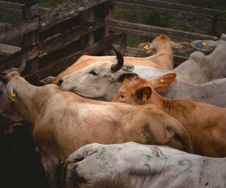 Buscan extender dispositivo de Emergencia contra gusano barrenador