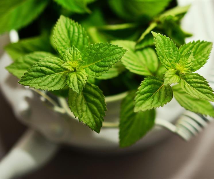 Cómo preparar repelente de mosquitos con menta Cómo preparar repelente de mosquitos con menta