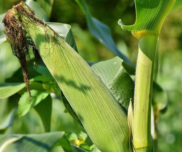 GCMA se pronuncia sobre acuerdo para comercialización de maíz GCMA se pronuncia sobre acuerdo para comercialización de maíz