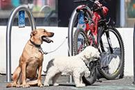 Adopción responsable, objetivo de iniciativa del Partido Verde Adopción responsable, objetivo de iniciativa del Partido Verde