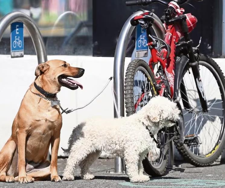 Adopción responsable, objetivo de iniciativa del Partido Verde Adopción responsable, objetivo de iniciativa del Partido Verde