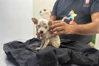 Realizan rescate de cachorro Realizan rescate de cachorro