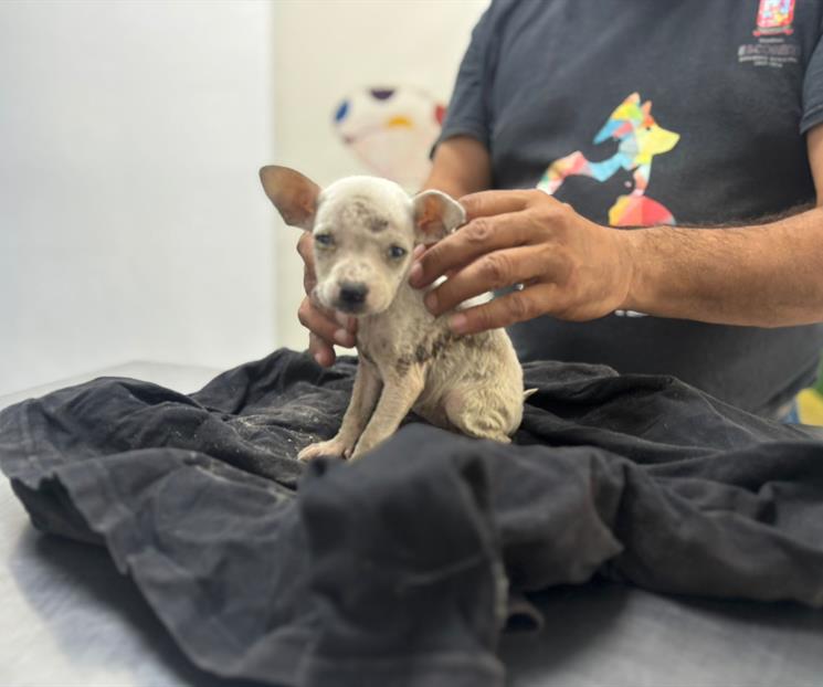 Realizan rescate de cachorro Realizan rescate de cachorro