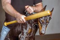 Darán hasta 4 años de prisión por matar a un animal