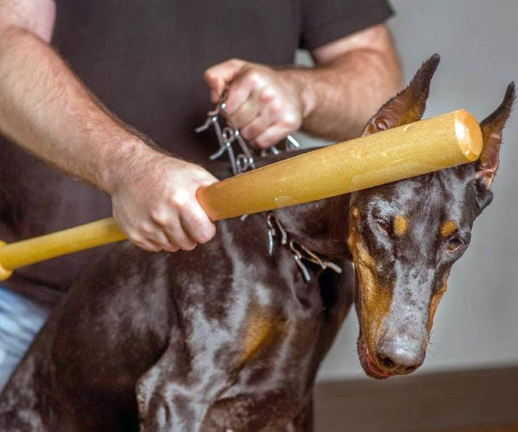 Darán hasta 4 años de prisión por matar a un animal