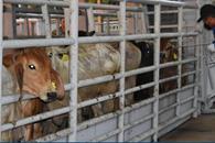 Planta de moscas estériles contra gusano barrenador estará en 2026