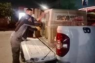 Rescatan tres perros por maltrato