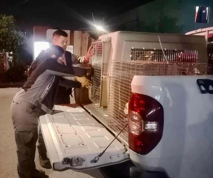 Rescatan tres perros por maltrato Rescatan tres perros por maltrato