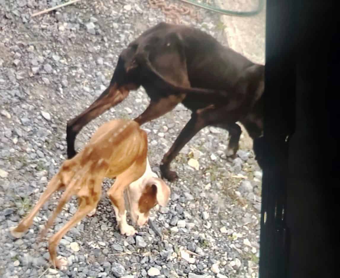 Mediante denuncia ciudadana y a la coordinación entre la Secretaría de Seguridad Pública Municipal y la Unidad de Medio Ambiente, se realizó el aseguramiento y resguardo de tres caninos que presentaban signos de maltrato y desnutrición en un domicilio de la colonia Colinas del Aeropuerto, en Pesquería.