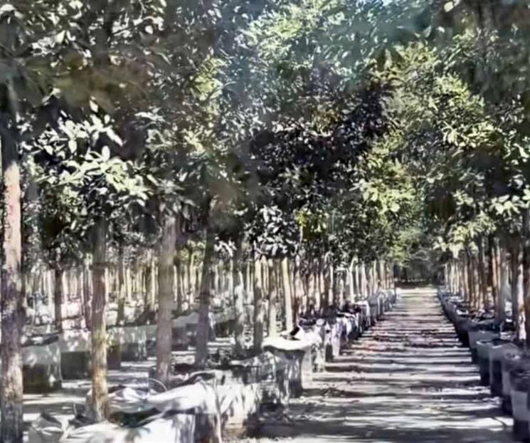 Reforestarán Macroplaza con árboles de primer nivel