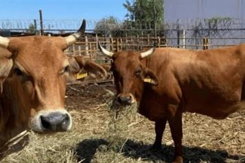 Rechaza México mil 65 cargamentos por riesgo de gusano barrenador