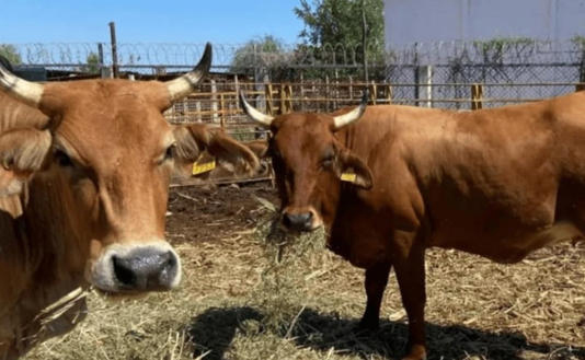 Rechaza México mil 65 cargamentos por riesgo de gusano barrenador