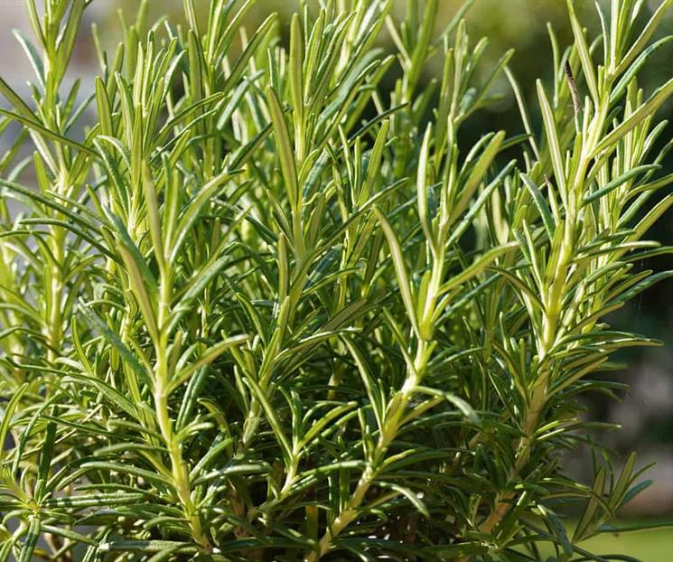 Plantas aromáticas que como repelente natural contra ratas