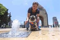 Impulsa la industria de mascotas crecimiento global con perros