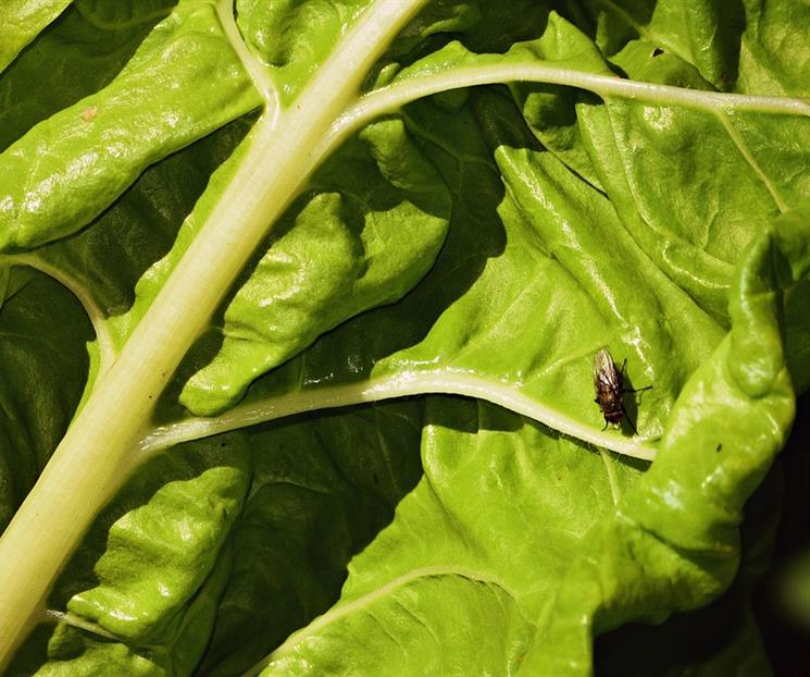 El método para ahuyentar las moscas de la casa y el jardín