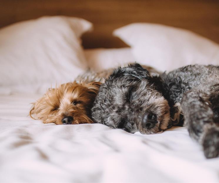 ¿Cómo saber si mi perro o gato tienen frío en casa?