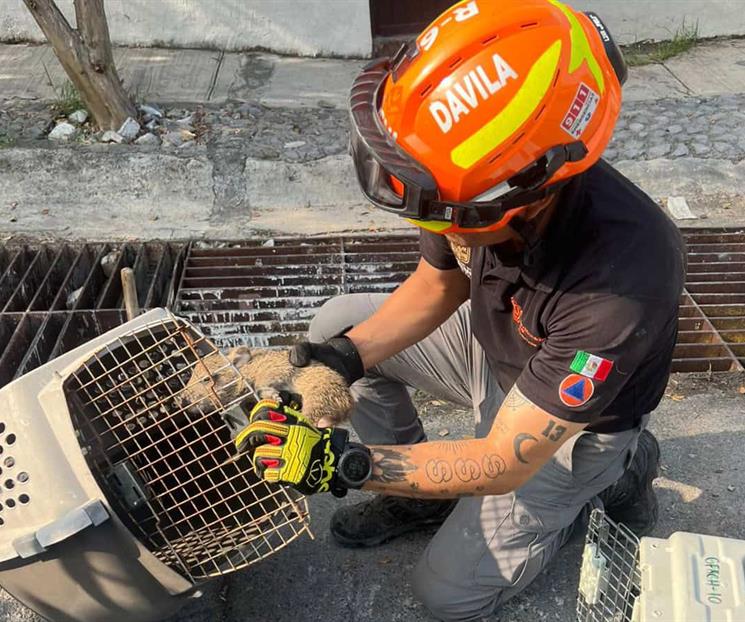 Realizan rescate en alcantarilla