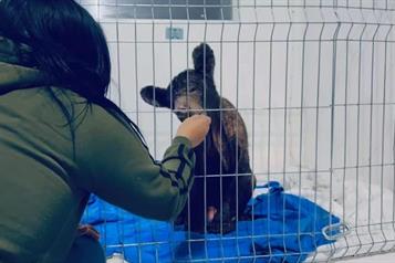 Muestra mejoría osa Mina gracias a dieta especializada 