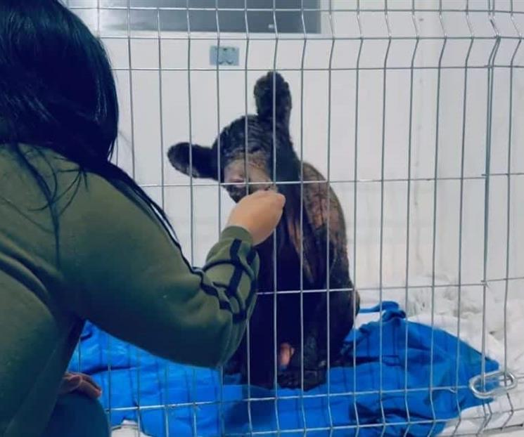 Se recupera favorablemente la osa Mina