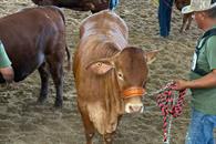 Minimiza Secretaría de Desarrollo rezago en exportación ganadera