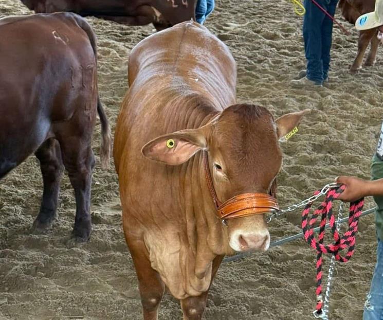 Minimiza Secretaría de Desarrollo rezago en exportación ganadera