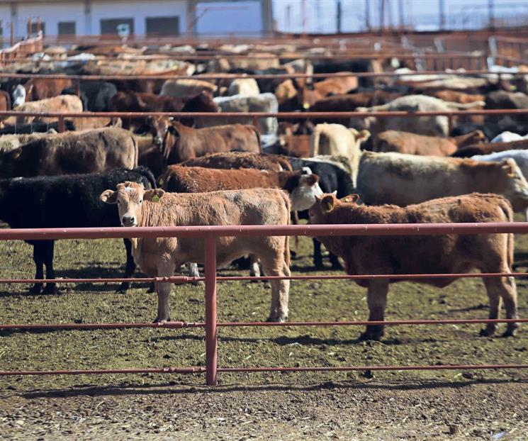 Cierre de fronteras al ganado mexicano contrajo exportación 80%:GCMA