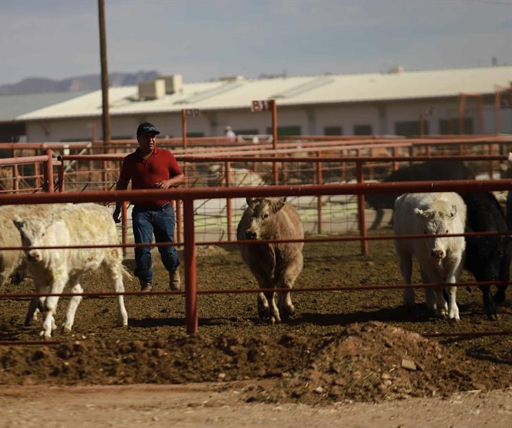 Vigilan 941 casos de gusano barrenador en México a un año del brote