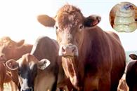 Contiene México expansión del gusano barrenador