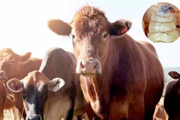 Contiene M&eacute;xico expansi&oacute;n del gusano barrenador