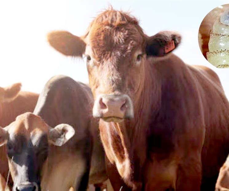 Contiene México expansión del gusano barrenador