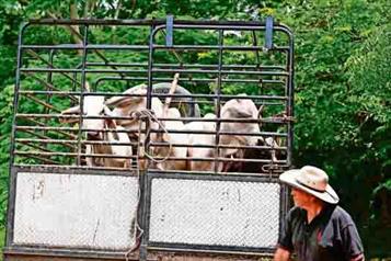 Contiene Senasica la plaga del barrenador