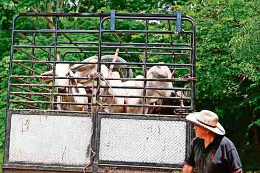 Contiene Senasica la plaga del barrenador