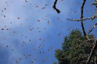 Alertan que pesticidas arriesgan a la monarca