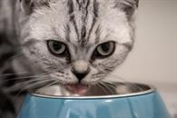 ¿Qué verduras puede comer tu gato? Conoce la lista completa ¿Qué verduras puede comer tu gato? Conoce la lista completa