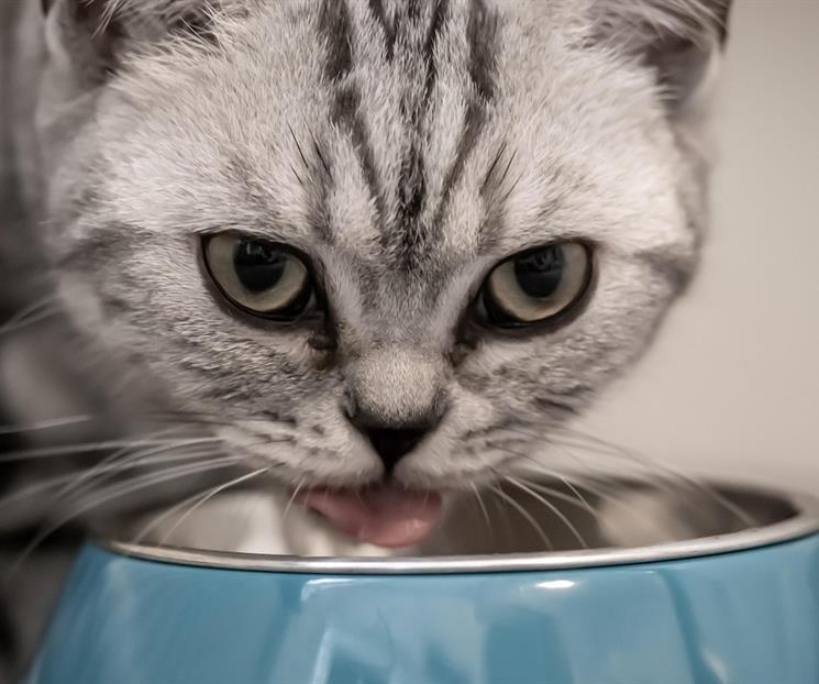 ¿Qué verduras puede comer tu gato? Conoce la lista completa