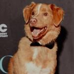 Nominan a Indy, perro de Good Boy, al Astra Film Awards 2026