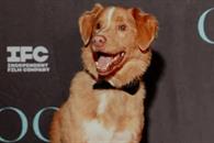Nominan a Indy, perro de Good Boy, al Astra Film Awards 2026