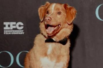 Nominan a Indy, perro de Good Boy, al Astra Film Awards 2026