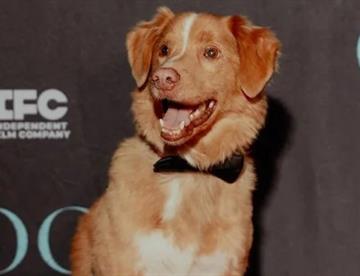 Nominan a Indy, perro de Good Boy, al Astra Film Awards 2026