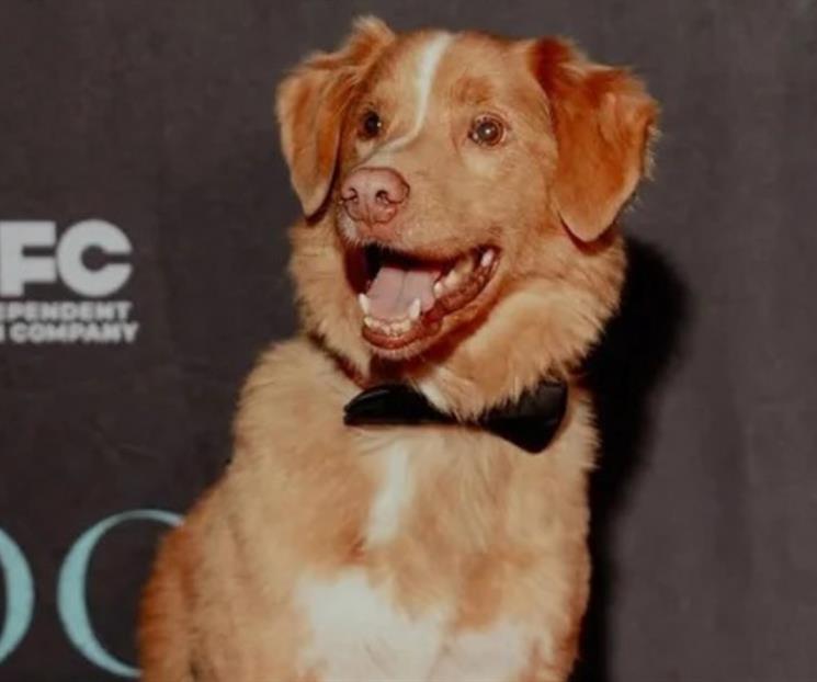 Nominan a Indy, perro de Good Boy, al Astra Film Awards 2026