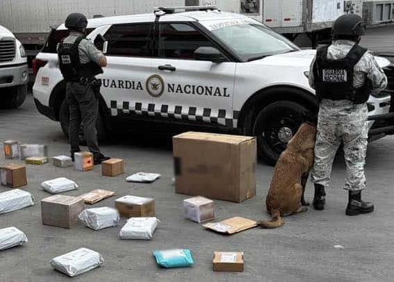 Elementos de la Guardia Nacional, con apoyo de un binomio canino, aseguraron aproximadamente 32 paquetes que contenían presunto narcótico en el área de envíos de una empresa de mensajería ubicada en el municipio de Santa Catarina.