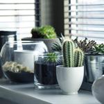 Las mejores plantas para interiores