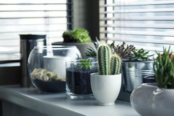 Las mejores plantas para interiores