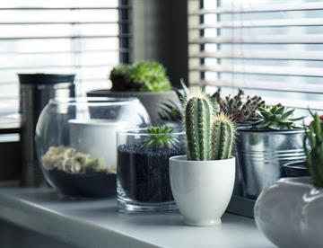 Las mejores plantas para interiores