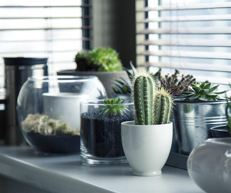 Las mejores plantas para interiores